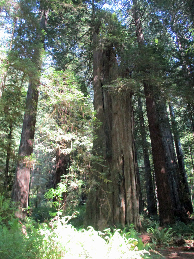 06-27-redwoods-6.jpg