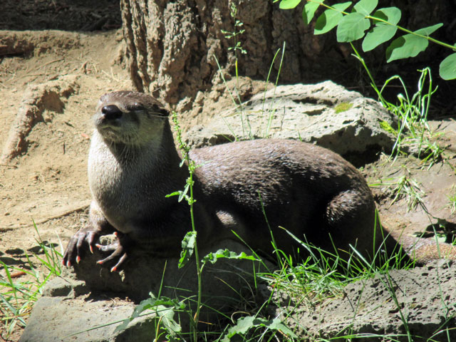 06-25-otter.jpg