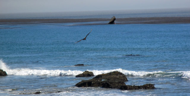 07-03-san-simeon-birds-play.jpg