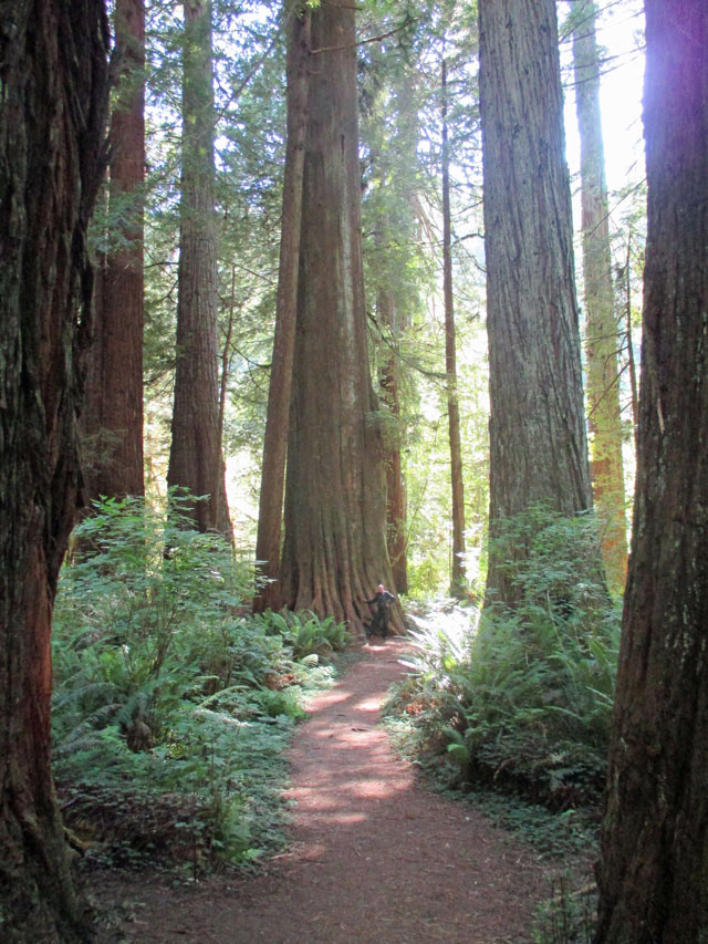 06-27-redwoods-5.jpg