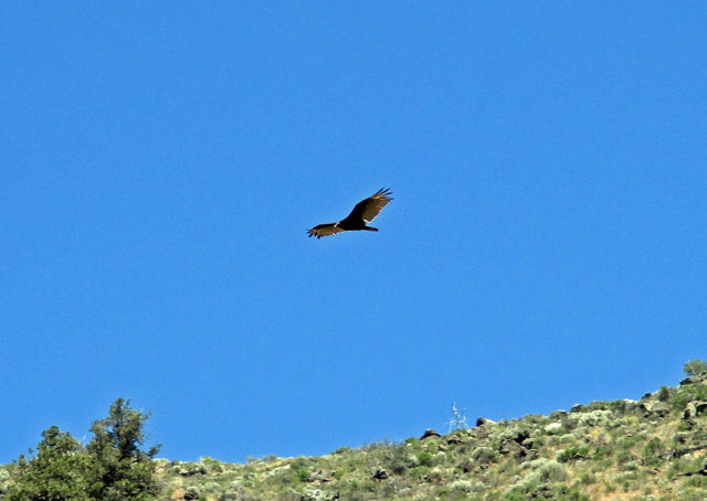 06-22-eagle.jpg