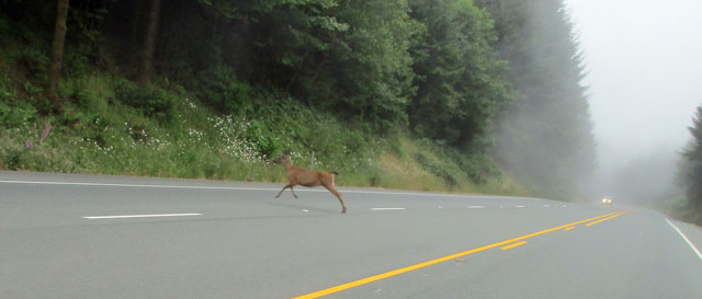 06-27-deer.jpg