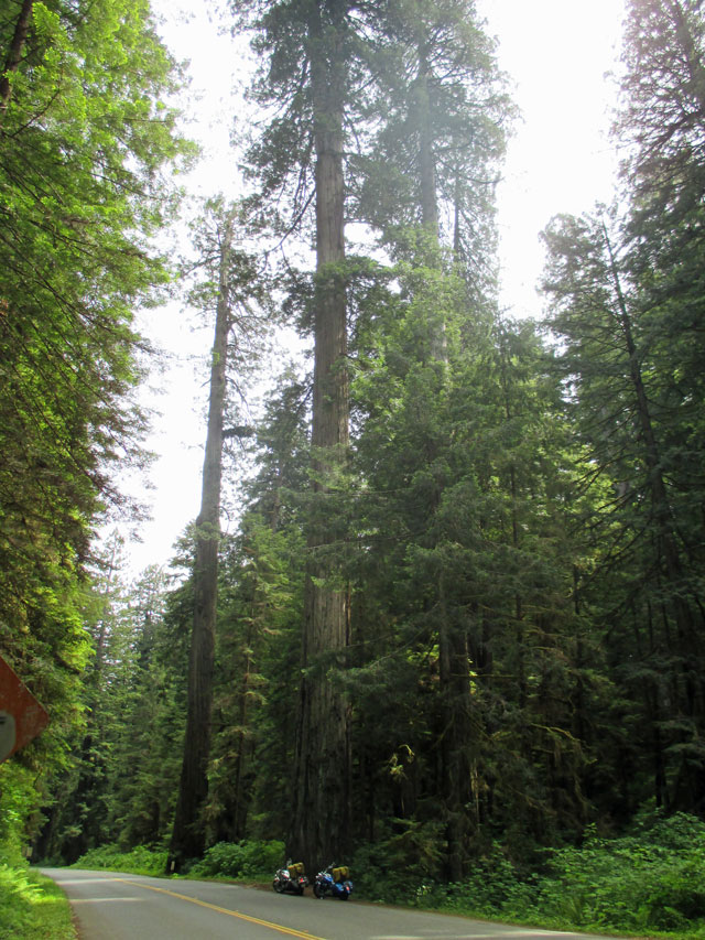 60-27-redwoods-2.jpg