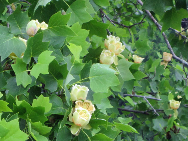 05-17-flower-in-tree.jpg