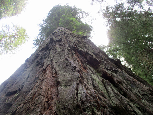 06-27-redwoods-2.jpg