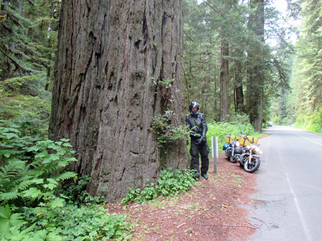 06-27-redwoods-9.jpg