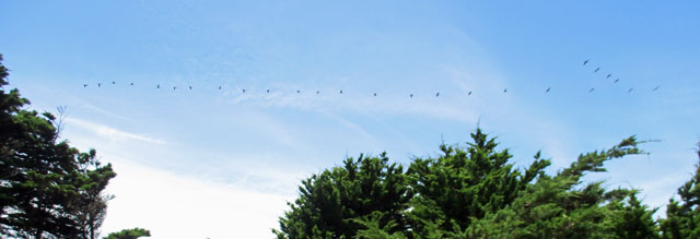 07-01-birds-in-flight.jpg