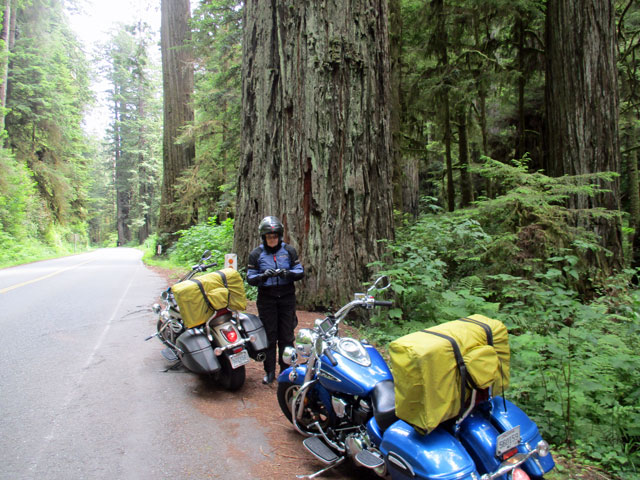 06-27-redwoods-1.jpg