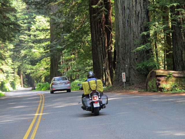 06-26-redwoods-6.jpg